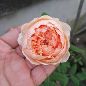 [Cây giống hoa] Hồng ngoại Masora size chậu C9 - CayGiongTot