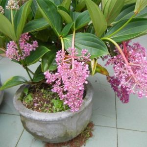 Cây giống Hòn Ngọc Viễn Đông - CayGiongTot