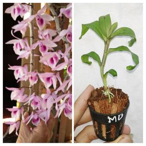 [Cây giống] Giả Hạc Ma Bó - Cây con gieo hạt