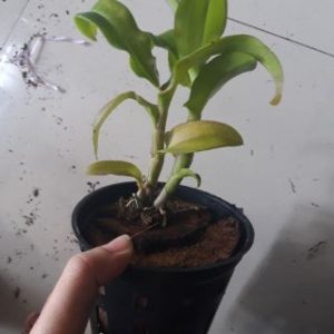 [Giống mới] Dendro lai Cattleya màu đẹp - cây trưởng thành sắp cho hoa