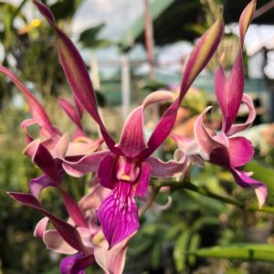 Chậu cây lan dendro nắng tai Thỏ Đỏ - Hoa bền, màu sắc tươi sáng rất lâu tàn