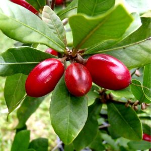 Cây giống Cây Thần Kỳ size S