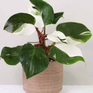 cây giống trầu bà Hiệp Sĩ Trắng,Philodendron White Knight Marble size mini