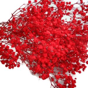 Gói 0.5GR hạt giống hoa Baby Đỏ