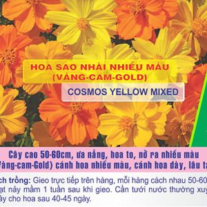 Gói 30 Hạt Giống Hoa Sao Nháy Nhiều Màu Vàng - Cam - Gold - Nanuseeds