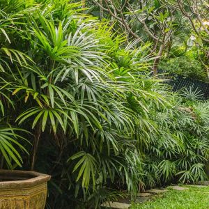 Cây giống Trúc Mây - Cây Mật Cật, Tông Trúc, Quan Âm Trúc - CayGiongTot