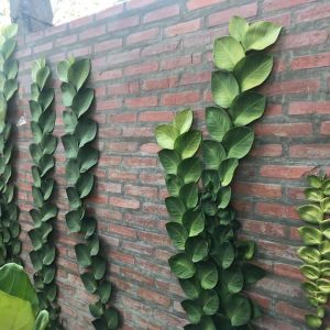 Cây giống tắc kè Thái - CayGiongTot