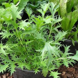 Gói 0.5GR hạt giống Rau Thơm Wild Rocket (Lá nhỏ)