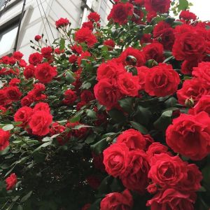 [Cây giống hoa] Hồng ngoại Valentine (hồng leo) size chậu C9 - CayGiongTot