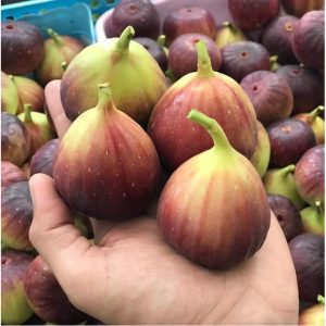 Cây sung mỹ ficus carica Linn-giống sưu tầm cho trái thơm ngọt đang trái