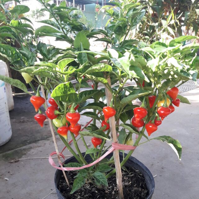 522fd4fc149bf23432212b6f0e9e0428 Chậu cây Ớt Habanero trái tim (Heart Habanero) trưởng thành