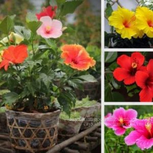 [Cây giống hoa] Dâm bụt cánh đơn - trắng tâm đỏ