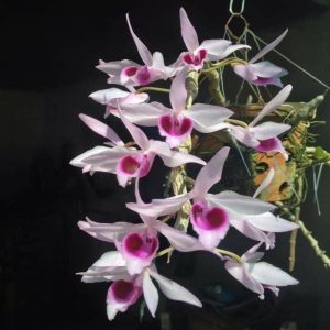 Chai Mô Giả Hạc Di Linh Xuân - chai 25 cây