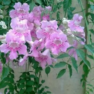 [Cây giống hoa] Hồng thiên hương (cây leo) - CayGiongTot