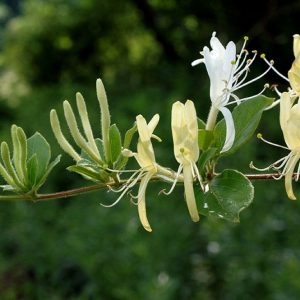 [Cây giống hoa] Kim Ngân Hoa (hoa chuyển màu, thân leo có hương thơm) - CayGiongTot