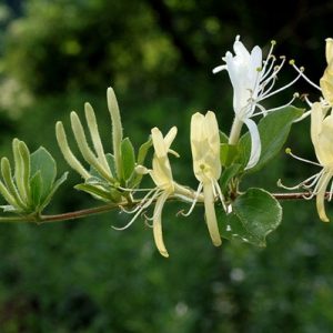 [Cây giống hoa] Kim Ngân Hoa (hoa chuyển màu, thân leo có hương thơm) - CayGiongTot