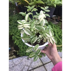 Cây giống Cây rau trai cẩm thạch - CayGiongTot