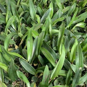 Combo 5 Cây Lan Cattleya Giống - Nhập Thái Lan