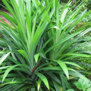 Cây giống Cây Lá Dứa (lá nếp) - CayGiongTot