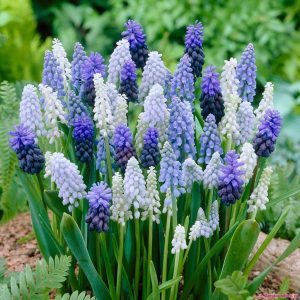 Củ giống Nho lục bình (Hoa chuông xanh) (Muscari)