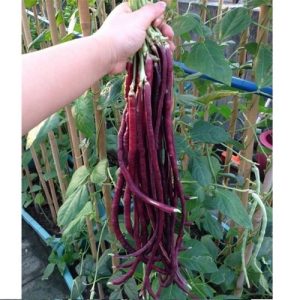 Gói 10GR hạt giống Đậu Đũa Tím Cao Sản (Da Tím)