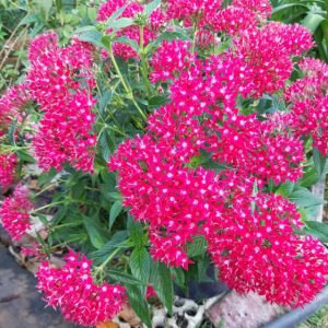 [Cây giống hoa] Diễm Châu - CayGiongTot