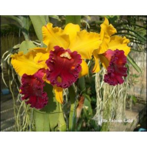[Cây giống] Lan Cattleya TEM chuẩn màu Vàng nhập Thái - Giao cây như hình 2 - Blc Tainan Gold