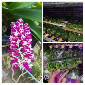 Chai mô Ngọc điểm đốm - chai 40 cây, nhập khẩu Thái