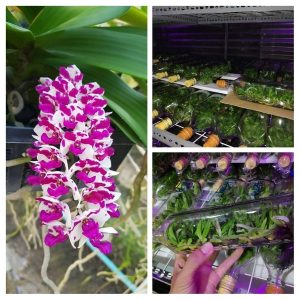 Chai mô Ngọc điểm đốm - chai 40 cây, nhập khẩu Thái