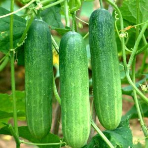 Gói 1g hạt giống dưa leo