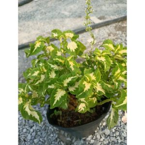 Cây lá gấm trắng xanh, cây tía tô cảnh, cây cần cảnh