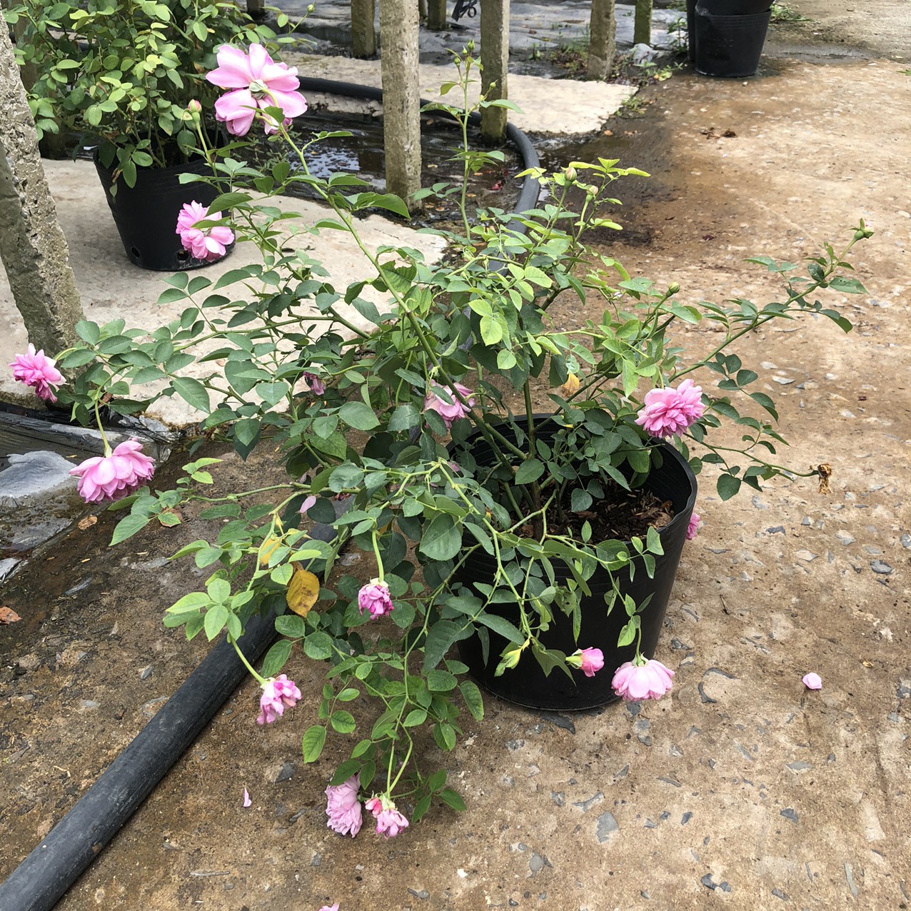 5812cf6a0c3953146ca8b36a0b80084a Hồng bụi Sister Elizabeth size chậu C10