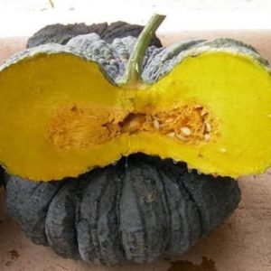 Gói 5 hạt giống Bí Đỏ Da Cóc F1 SV 569