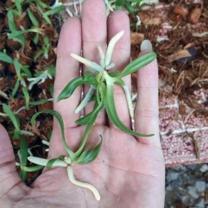 Lan Ngọc Điểm Chai Mô - Hồng cánh sen 28 cây