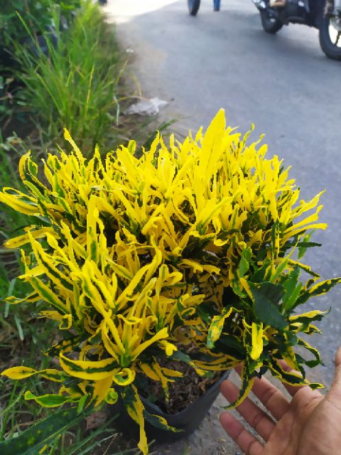 59582c0c398ed351acdc174bc96d8966-1