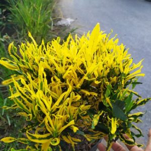 Cây giống dây khoan (cây lá màu) - CayGiongTot