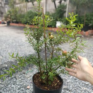 Cây Lựu Thái trái to - giao cây trưởng thành sắp cho trái