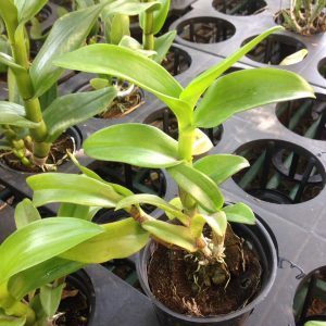 Dendro lai Cat Mắt Rồng - Cây tơ sắp cho hoa