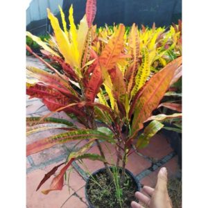 Cây giống cô tòng đuôi lươn (cây lá màu) - CayGiongTot