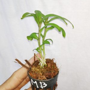 [Cây giống] Giả Hạc Ma Bó - Cây con gieo hạt