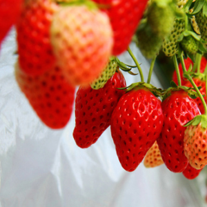 [Ngó] Cây giống dâu Nhật lùn hoa đỏ - Giống siêu trái chịu nhiệt cực tốt