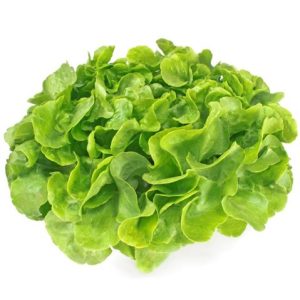 Gói 4GR hạt giống Xà Lách Sồi Xanh Okaleaf