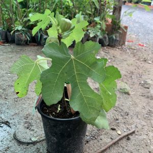 Cây sung mỹ ficus carica Linn-giống sưu tầm cho trái thơm ngọt đang trái