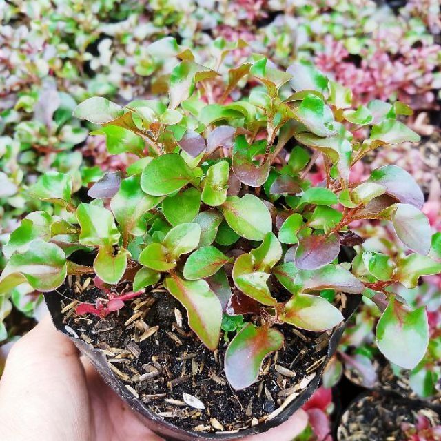 Chậu cây giống rau dền Nhật - cải Xoong Nhât- giống rau bổ dưỡng cực dễ trồng