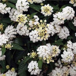 Chậu cây giống hoa ngũ sắc màu trắng rũ - Màu hiếm dành cho khách sưu tầm