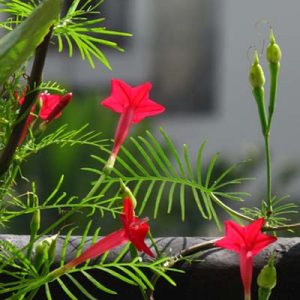 Chậu cây dây leo tóc tiên, dây leo giàn, hoa sao leo, Ipomoea quamoclit L