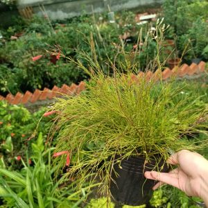 Cây liễu hoa đỏ - cây kiểng dễ chăm dế sống