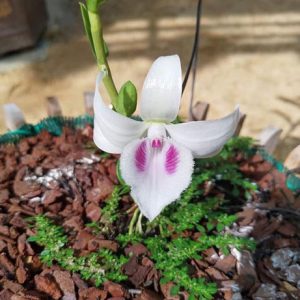 Chai mô Giả Hạc Chumoray - Gieo hạt 25 cây