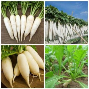 Combo sỉ 5kg củ cải trắng New Zealand size hạt to loại ko bao bì