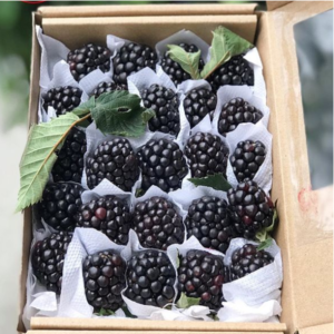 Chậu cây giống trái mâm xôi Đen - Phúc Bồn Tử (BlackBerry)